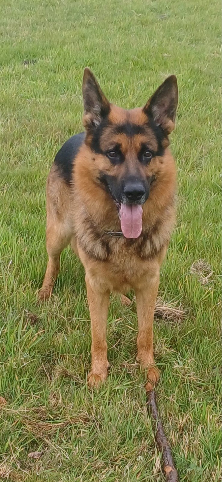 mooie duistse dek herder niet te koop, Dieren en Toebehoren, Reu, Eén hond, CDV (hondenziekte), 3 tot 5 jaar