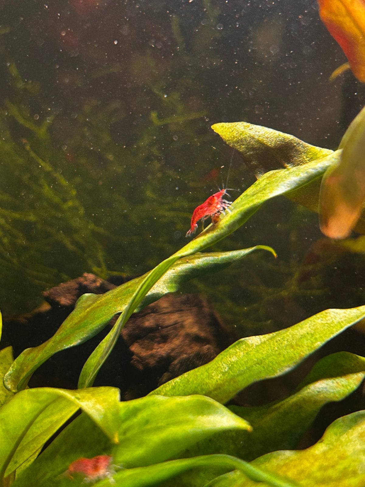 Neocaridina davidi rood/Red garnaal, Kreeft, Krab of Garnaal