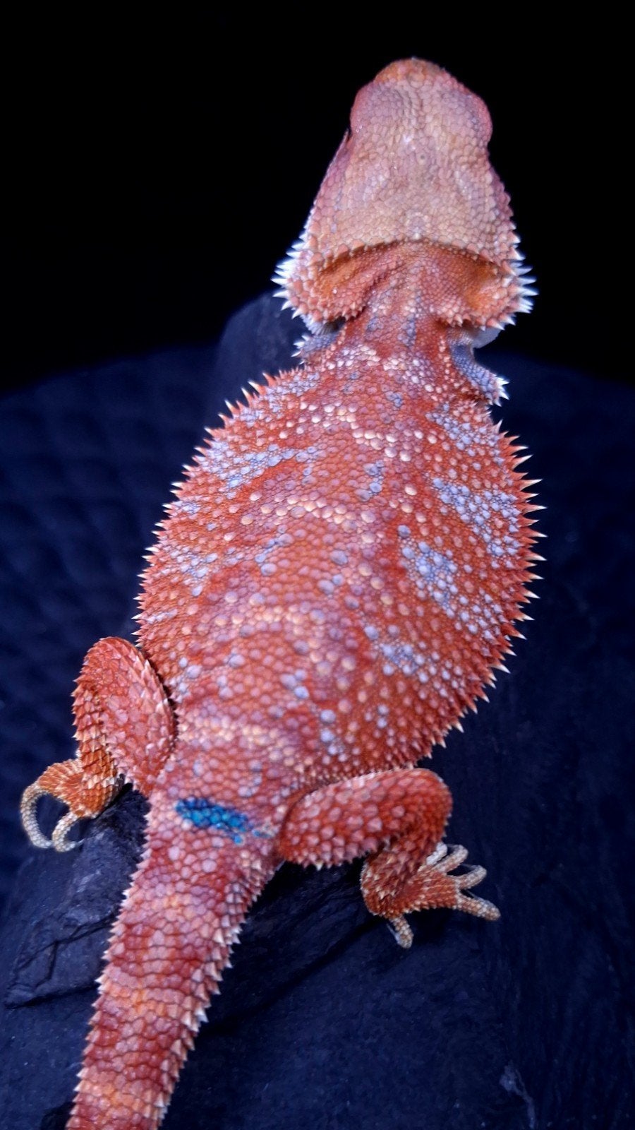 Baardagaam Mannen Red Hypo Blue Bar Bearded Dragon photo 13