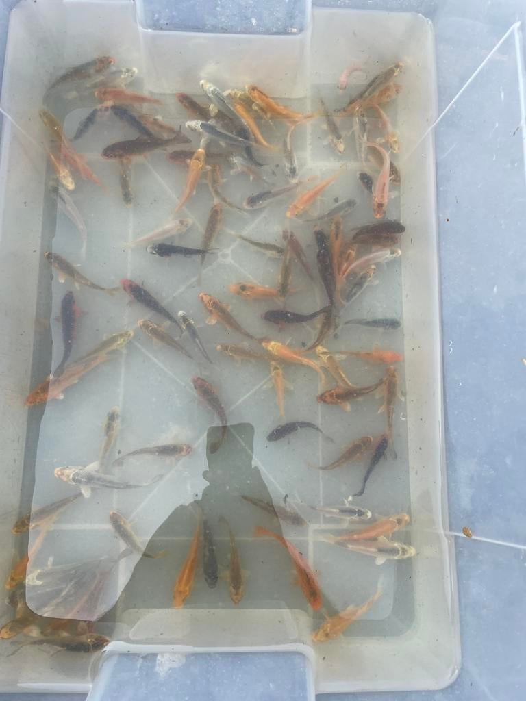 Diverse visjes, Dieren en Toebehoren, Vissen | Vijvervissen, Karper of Koi