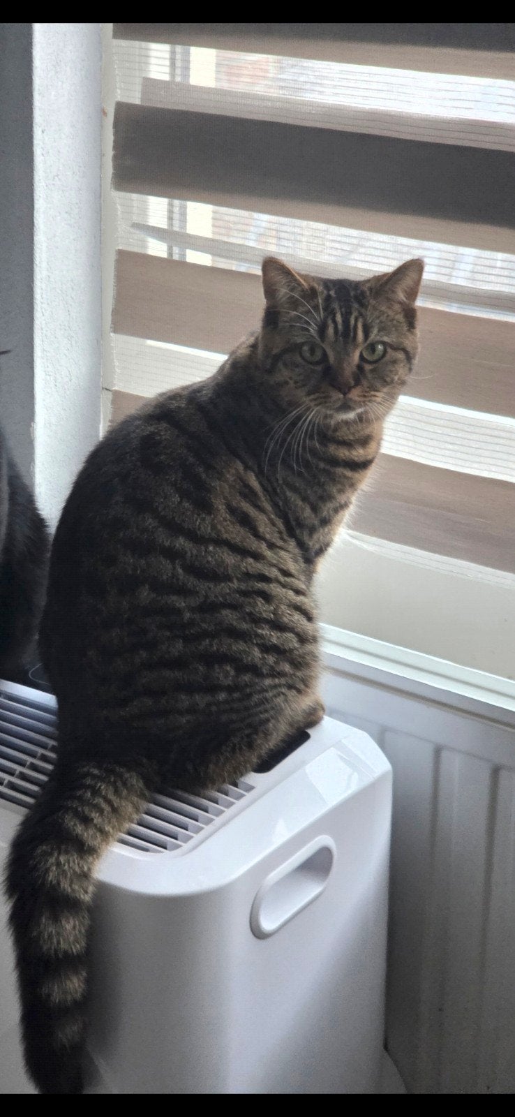 poes, Poes, Kortharig, 0 tot 2 jaar