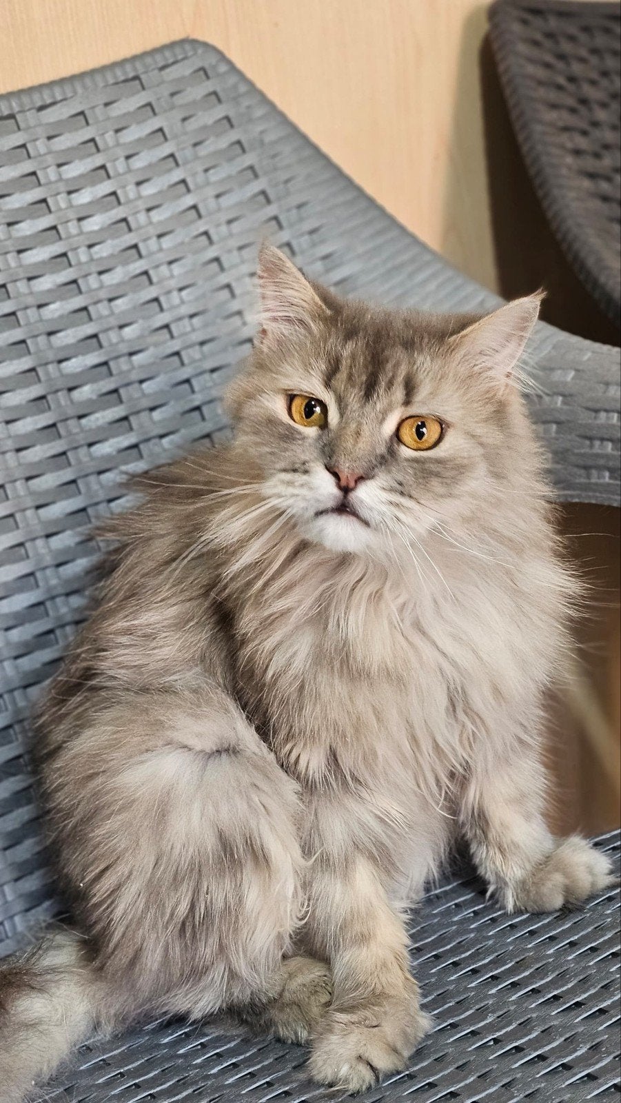 katertje sterling, Kater, Gechipt, 0 tot 2 jaar