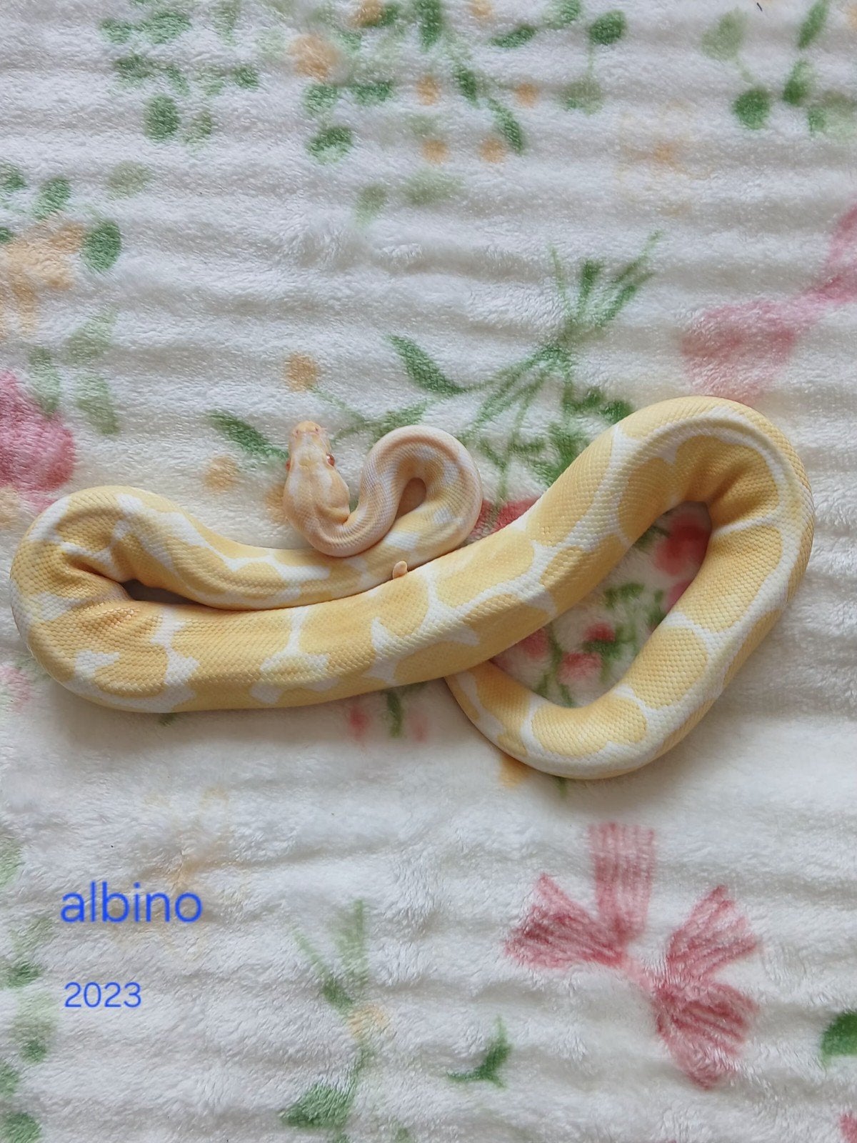 koningspython mantjes Ball Python photo 3