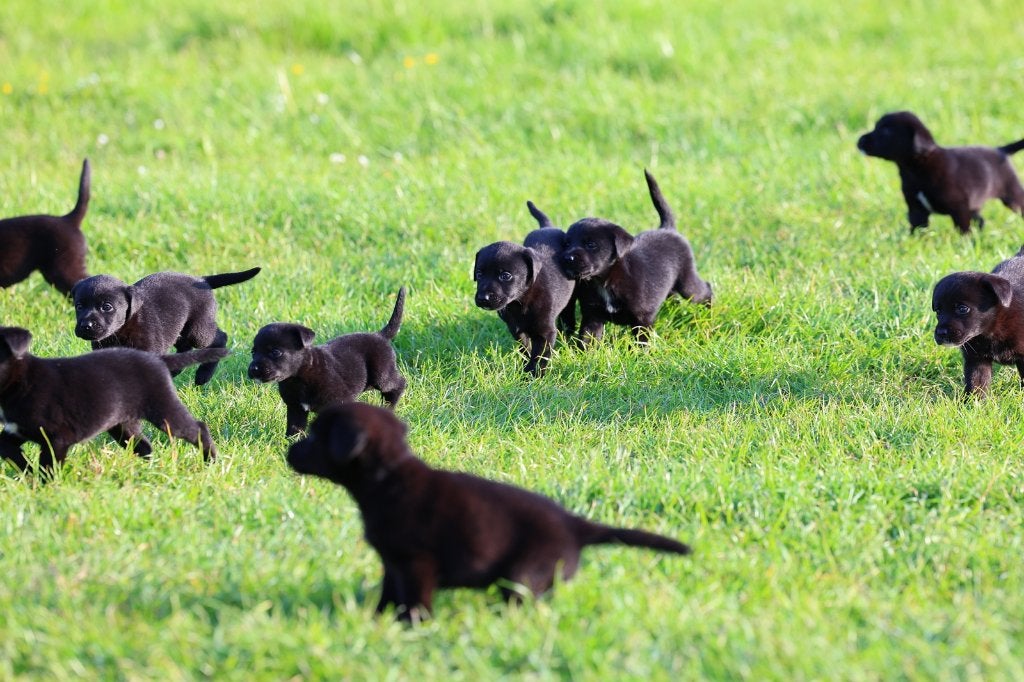 labrador pups / border collie pups / klaar om te vertrekken, Dieren en Toebehoren, Honden | Retrievers, Spaniëls en Waterhonden