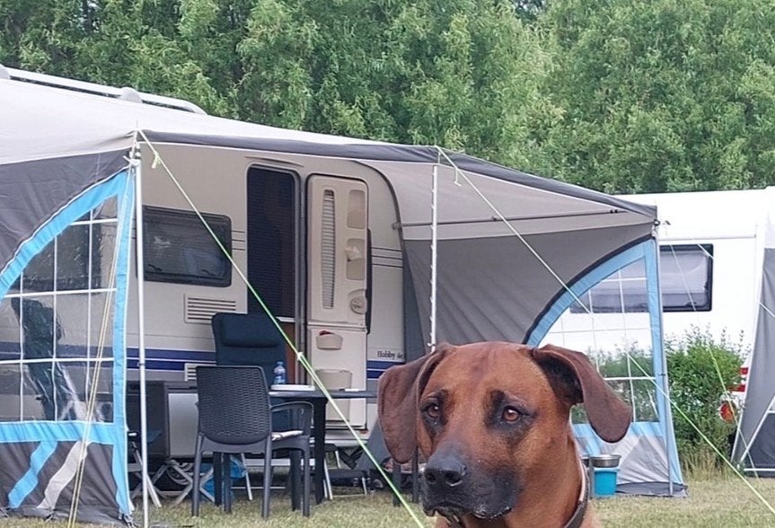 Dorema luifel maat 11 (900-925 cm) met aluminium frame, Ophalen, Zo goed als nieuw, Dorema