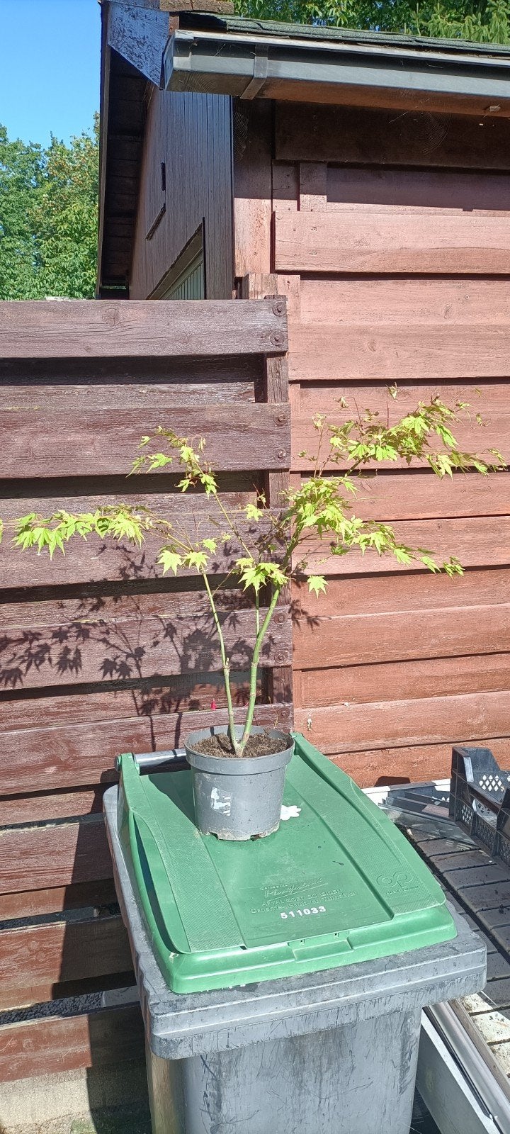 Acer palmatum (Japanse esdoorn), Tuin en Terras, Ophalen, Esdoorn, Struik, Minder dan 100 cm