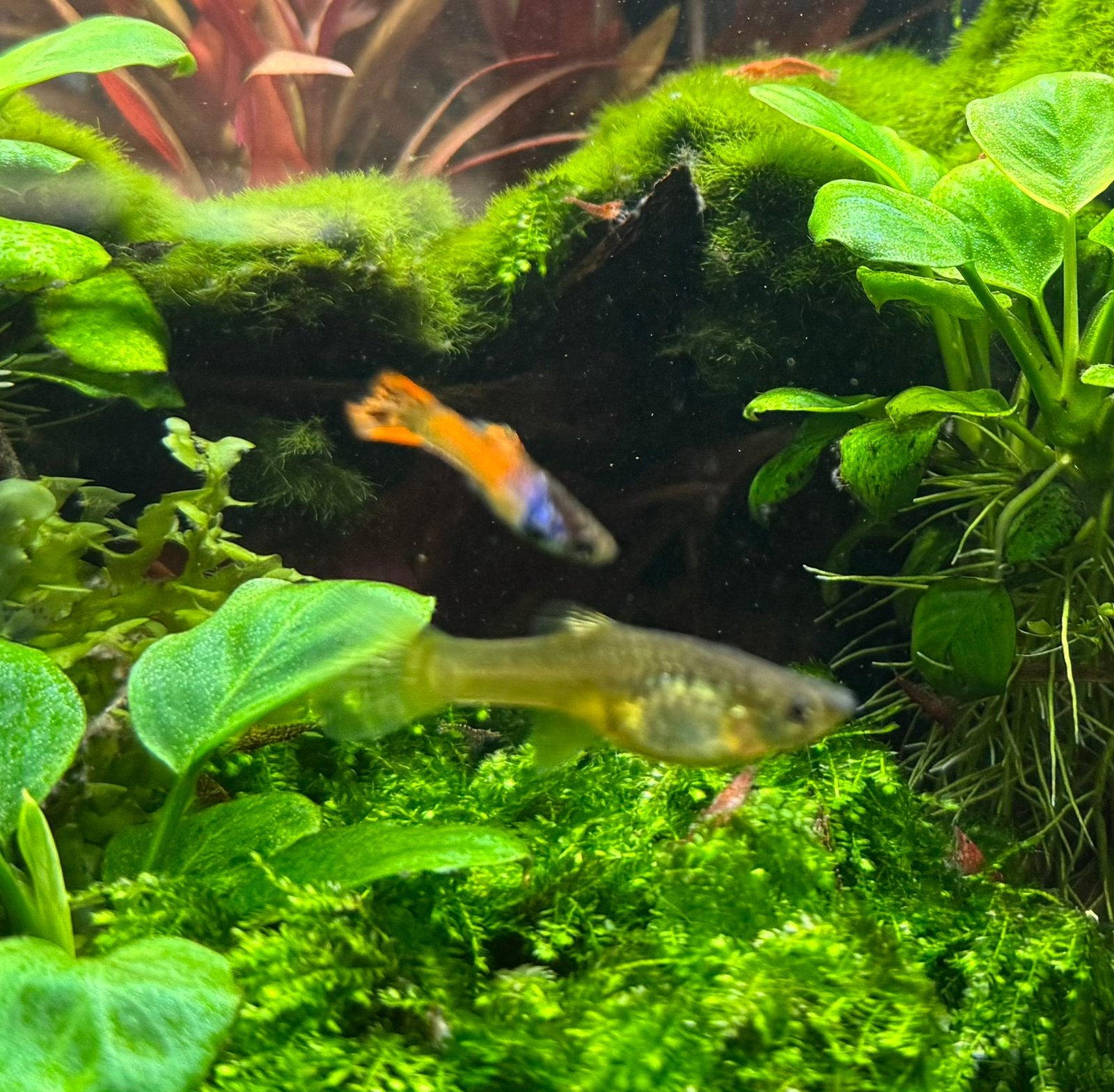 Pink Tiger  Endler guppy, Vis