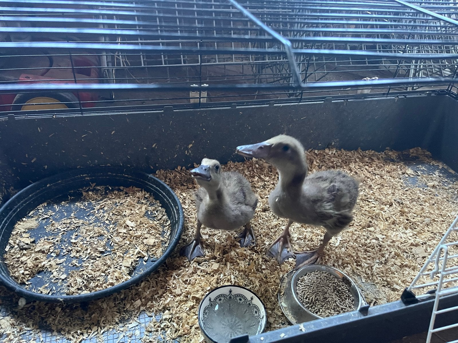 2 Loopeend kuikens, Meerdere dieren