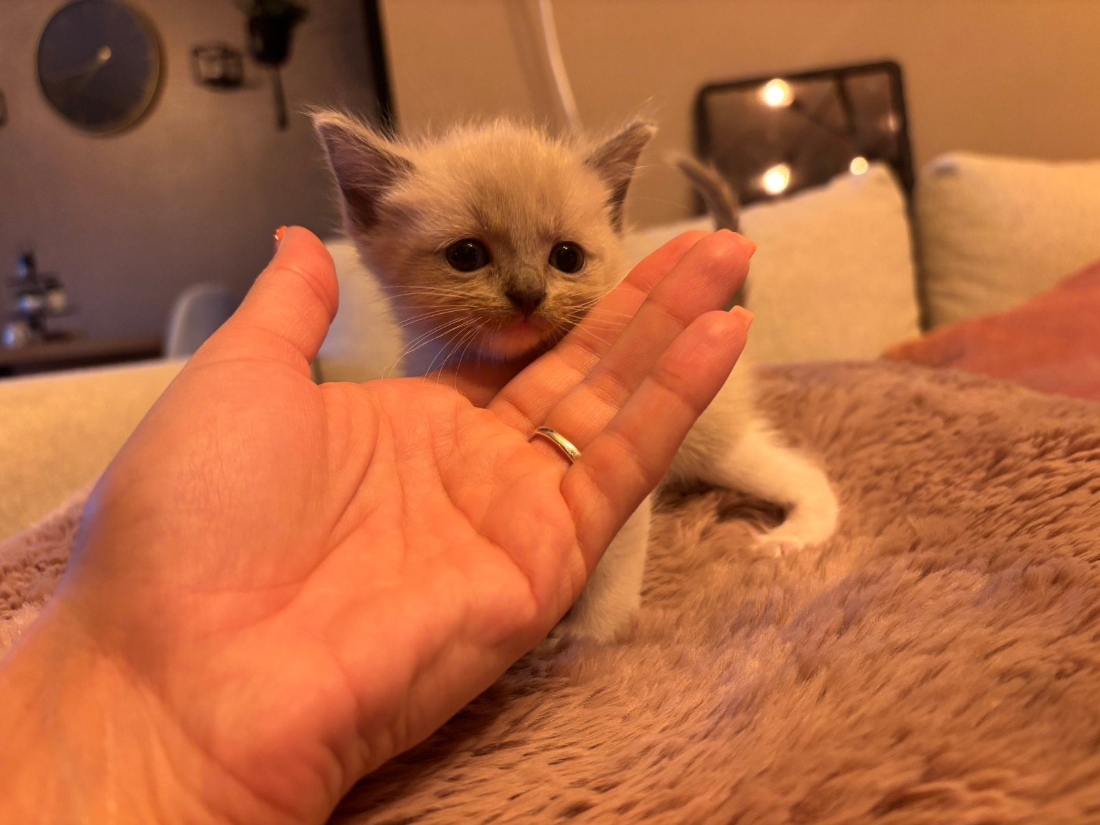 ️♥️Unieke Siamees/Ragdoll️ Mannetjes!♥️, Kater, Ontwormd, 0 tot 2 jaar