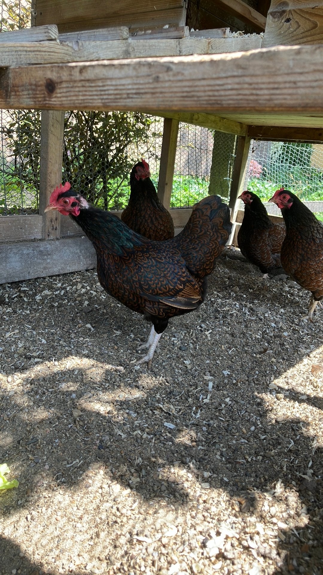 4 Barnevelder krielkippen, Vrouwelijk, Kip