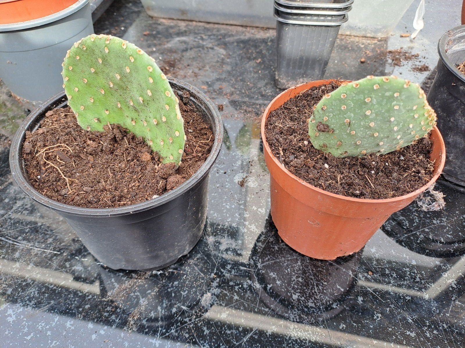 Gewortelde opuntia microdasys, Ophalen, Cactus, Halfschaduw, Minder dan 100 cm