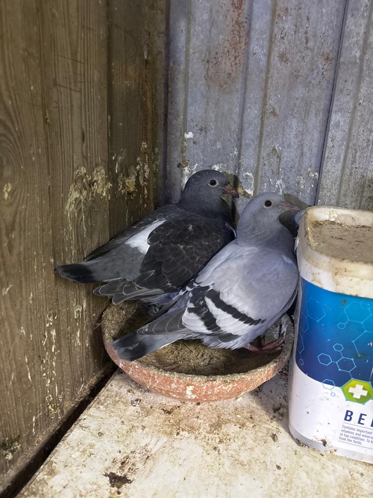 Postduiven, Dieren en Toebehoren, Vogels | Duiven, Meerdere dieren, Postduif