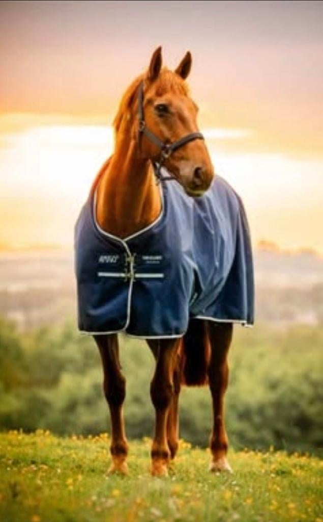 Amigo Horseware deken maat 175 (5'9") 100 grams, Dieren en Toebehoren, Paarden en Pony's | Dekens en Dekjes, 100 g, Gebruikt, Afneembare hals