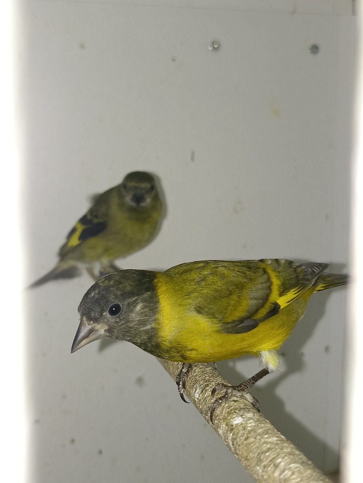 3 koppels zwartkopsijzen, Meerdere dieren