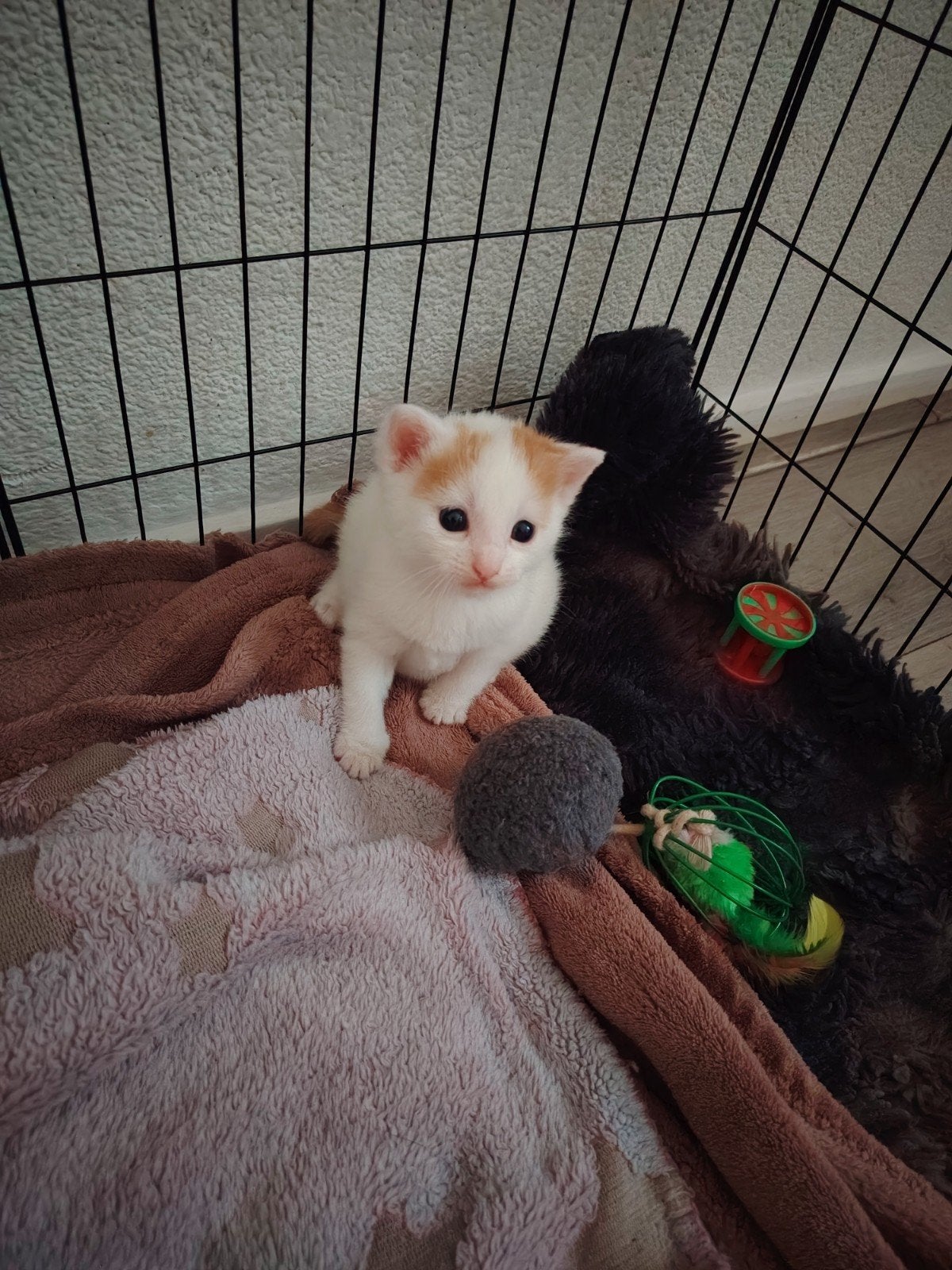 nog 2 katertjes, Dieren en Toebehoren, Katten en Kittens | Raskatten | Langhaar, Meerdere dieren, Ontwormd, 0 tot 2 jaar