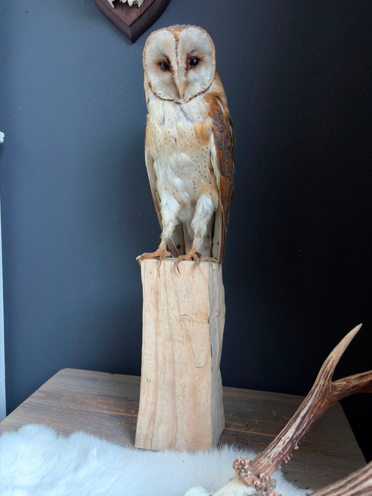 Opgezette Kerkuil, Verzamelen, Dierenverzamelingen, Ophalen of Verzenden, Gebruikt, Vogel, Opgezet dier