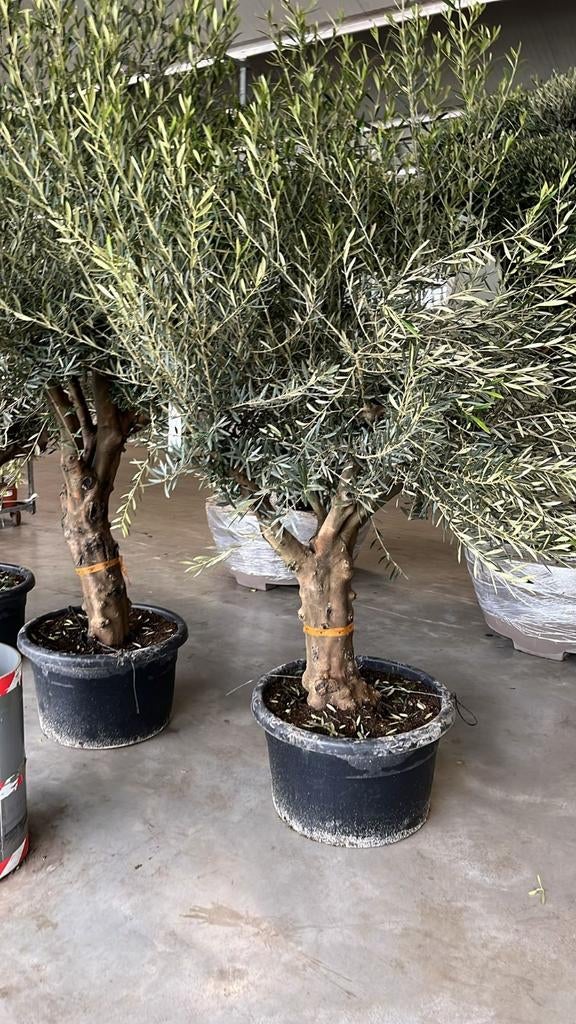 Koopzondag koop nu uw mediteraanse planten, Volle zon, Ophalen of Verzenden, 100 tot 250 cm, Zomer