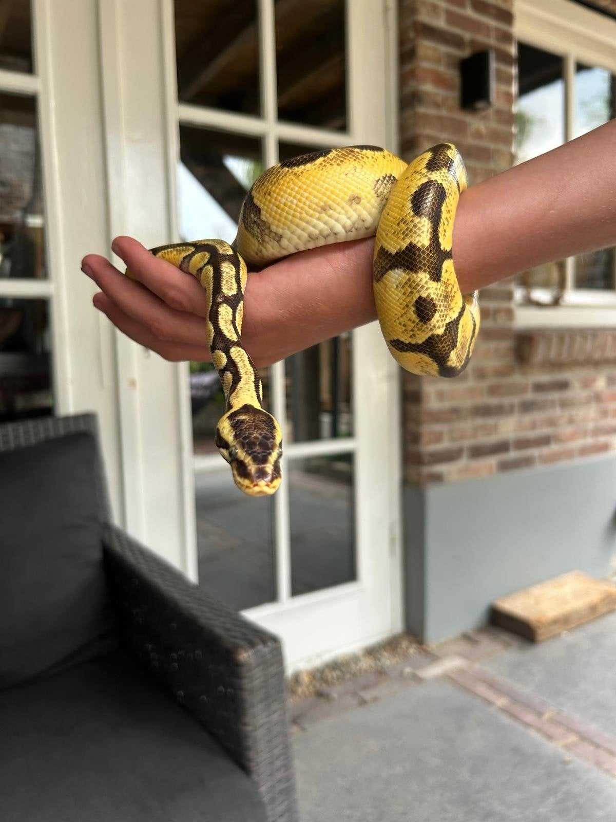 koningspythons / balpythons paar. Ball Python - male for sale from Camping de Kersentuin
