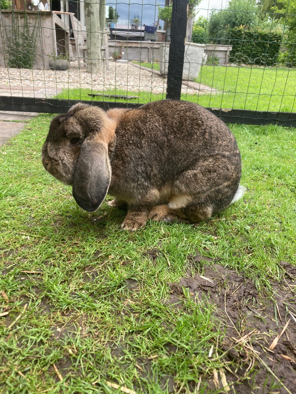 Duitse hangoor, Dieren en Toebehoren, Meerdere dieren, Hangoor