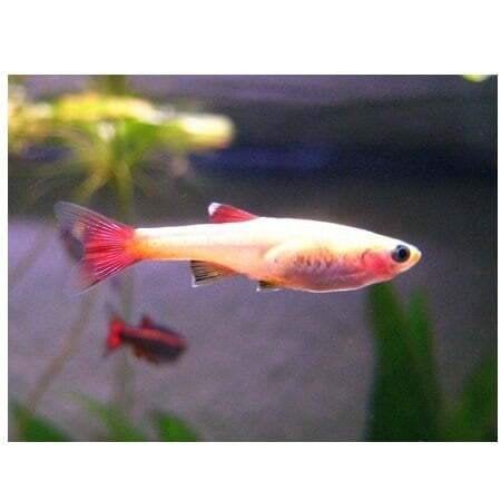 4 x chinese danio,s gold 4cm gaan samen weg, Vis, Zoetwatervis, Schoolvis