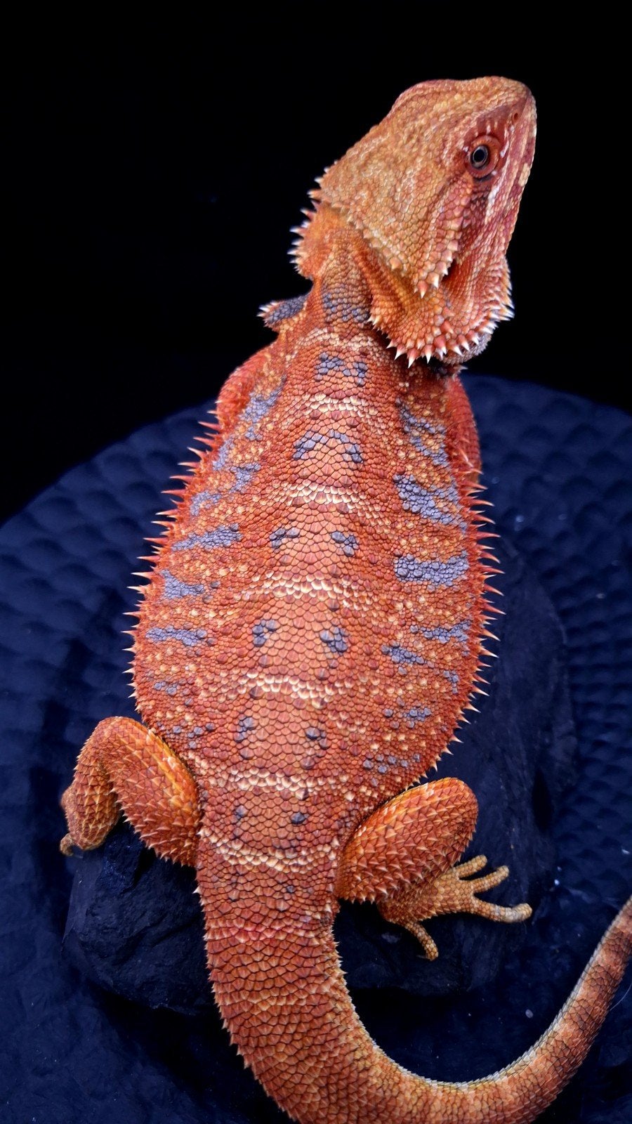 50% Red Monster Extreme Blue Tiger Baardagaam vrouwen, Hagedis, Tam, 0 tot 2 jaar
