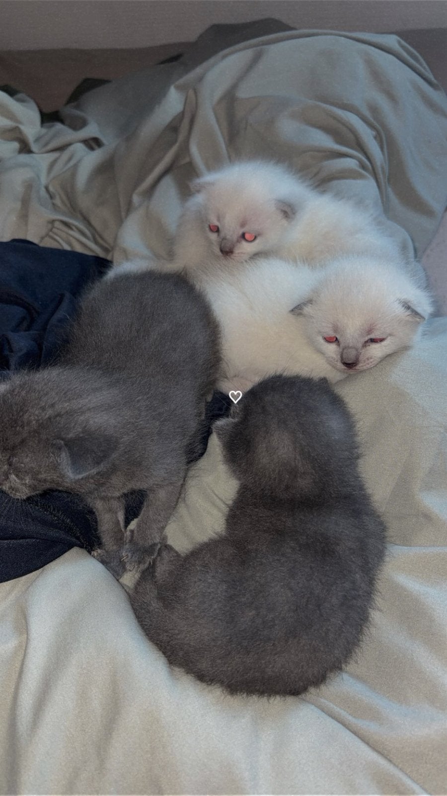 Britse korthaar mix siamese, Dieren en Toebehoren, Meerdere dieren, Gechipt