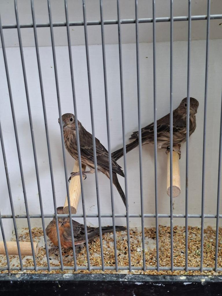 Trio Mexicaanse roodmus, Dieren en Toebehoren, Vogels | Overige Vogels, Meerdere dieren
