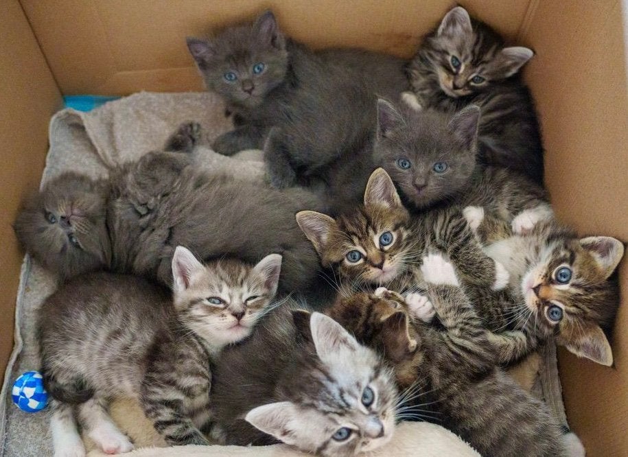 Whiskas kittens - Half Main Coon/ Noorse Boskat, Meerdere dieren