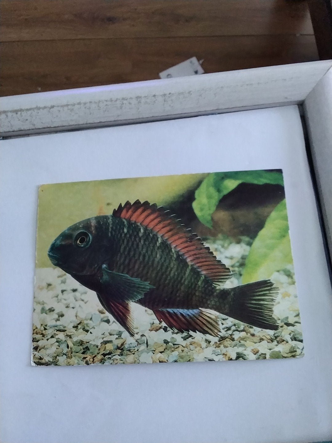 TROPHEUS MOORII, Ophalen of Verzenden, 1980 tot heden, Overige thema's