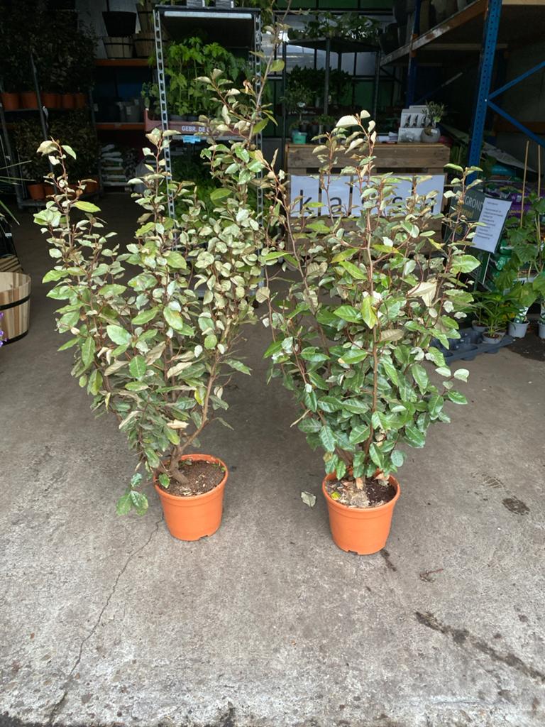Eleagnus compacta 1+meter hoog nu van €27 voor €20, Ophalen, Minder dan 100 cm