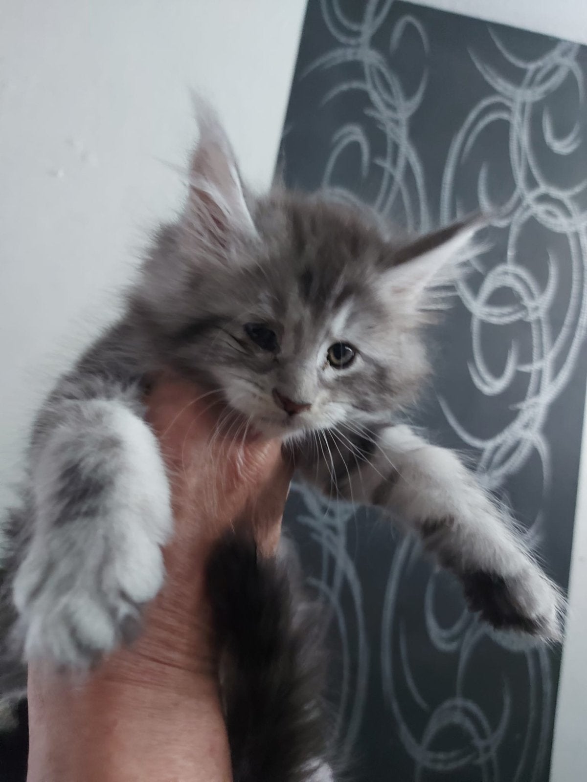 maine Coon   XXL, Meerdere dieren, Ontwormd