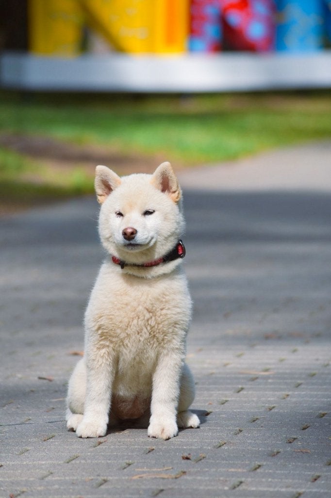 Shiba inu puppies, Particulier, 8 tot 15 weken, Buitenland, Parvo