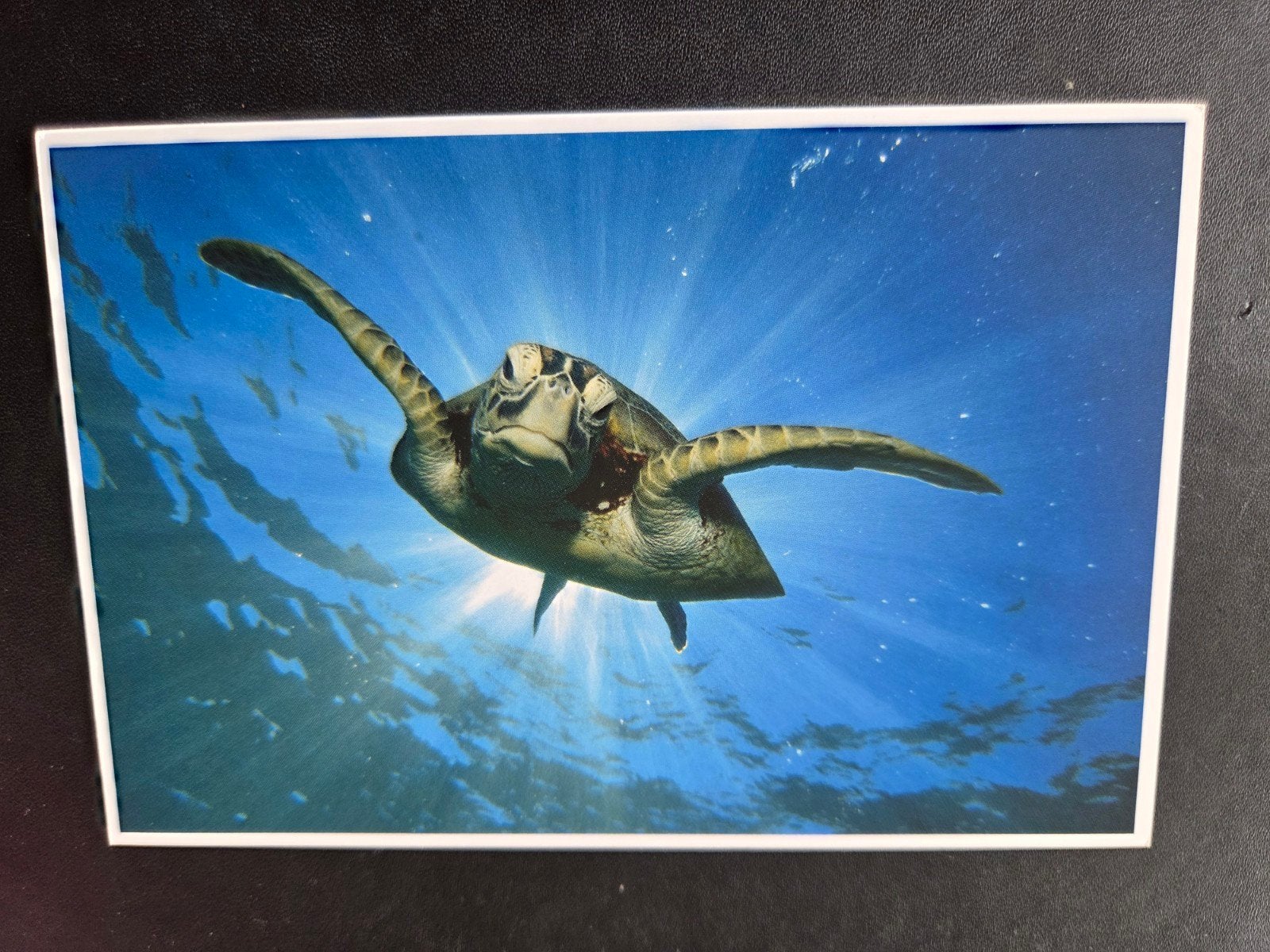 WWF Ansichtkaart - Groene Zeeschildpad (Andrey Nosik), Verzenden, 1980 tot heden, Ongelopen, Waterdier