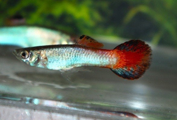 Poec Coral Redtail M guppy, Vis, Zoetwatervis, Schoolvis