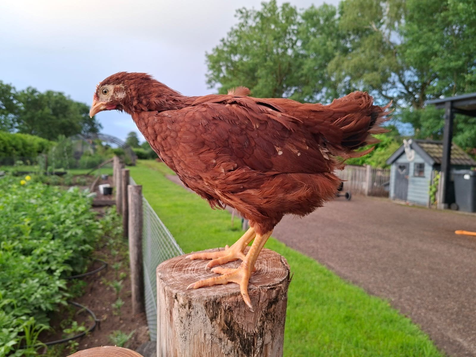 Rhode Island red haan 12 weken oud, Mannelijk, Kip