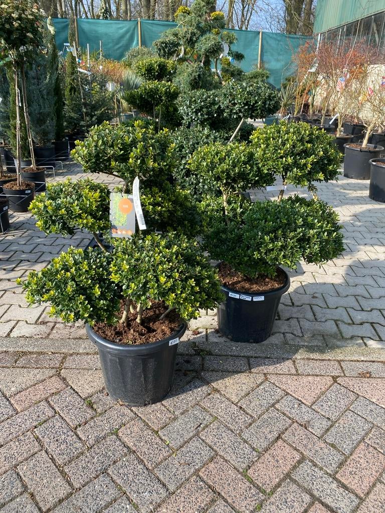 Ilex bosai - Prachtig Gevormde ilex, Tuin en Terras, Planten | Tuinplanten, Vaste plant, Bloeit niet, Halfschaduw, Ophalen