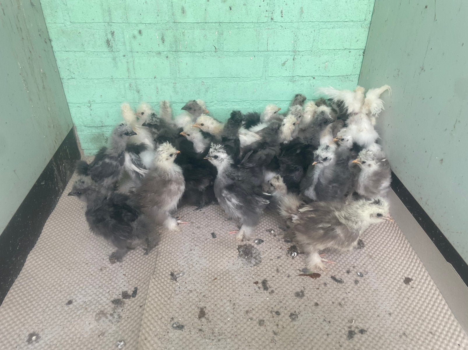 Zijdehoender usa., Meerdere dieren, Kip