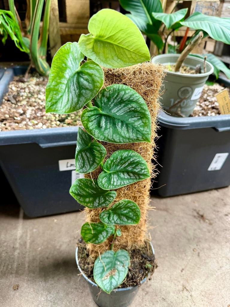Monstera Dubia op mosstok, Overige soorten, In pot, Minder dan 100 cm, Groene kamerplant