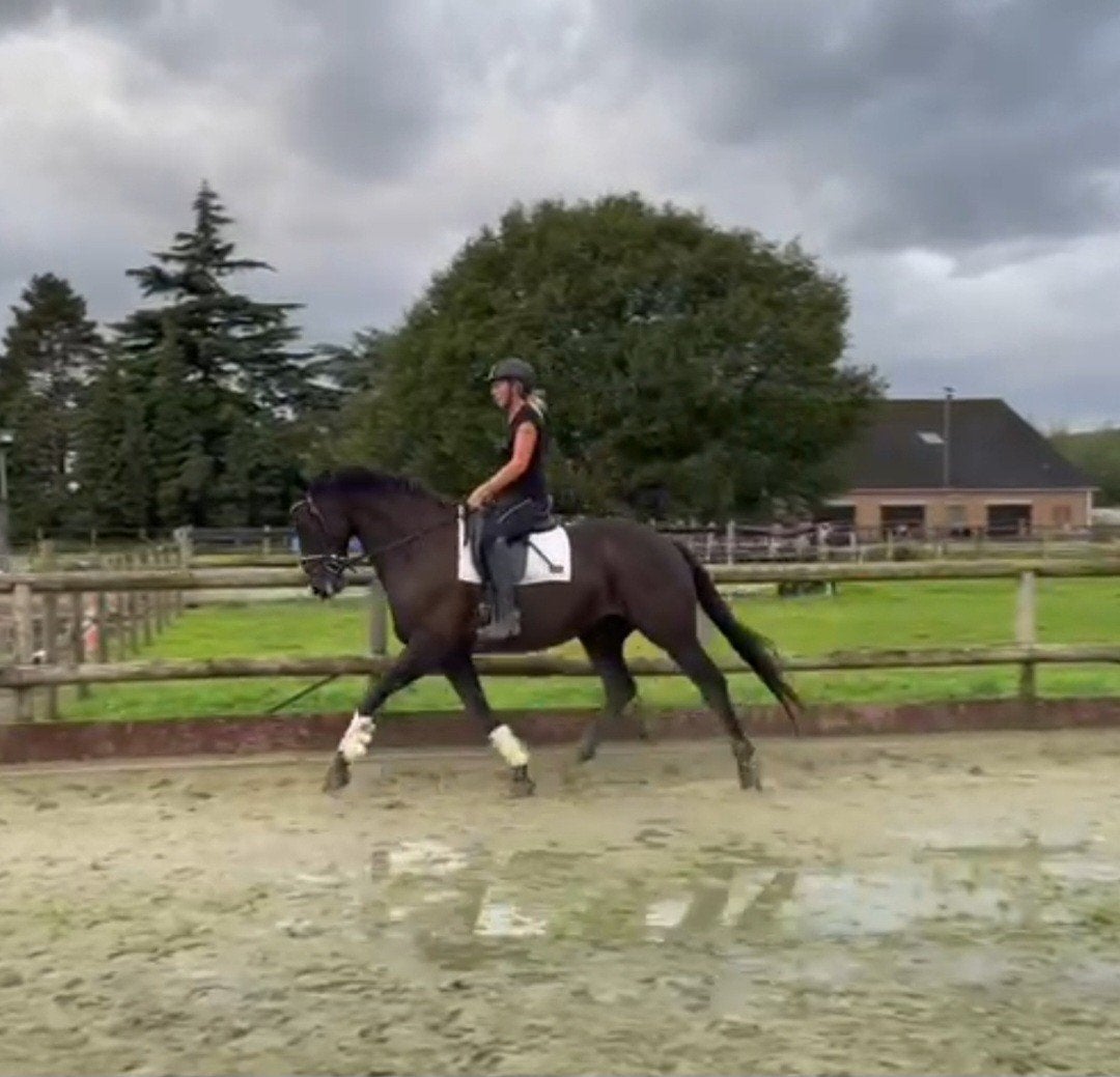 Knappe stoere 11 jarige ruin Glamourdale x Jazz, Dieren en Toebehoren, Paarden, Met stamboom, Ruin, Dressuurpaard, L