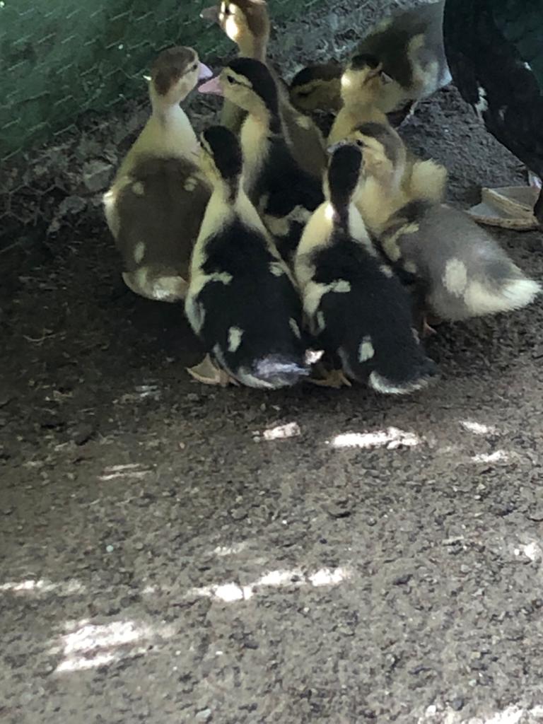 Kaapse/muskes eenden kuikens, Dieren en Toebehoren, Pluimvee, Meerdere dieren, Eend
