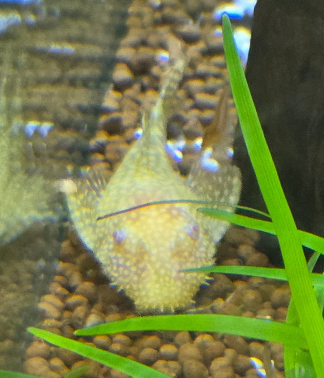 Ancistrus borstelneus algeneter albino jong mannetje, Dieren en Toebehoren, Vissen | Aquariumvissen, Vis