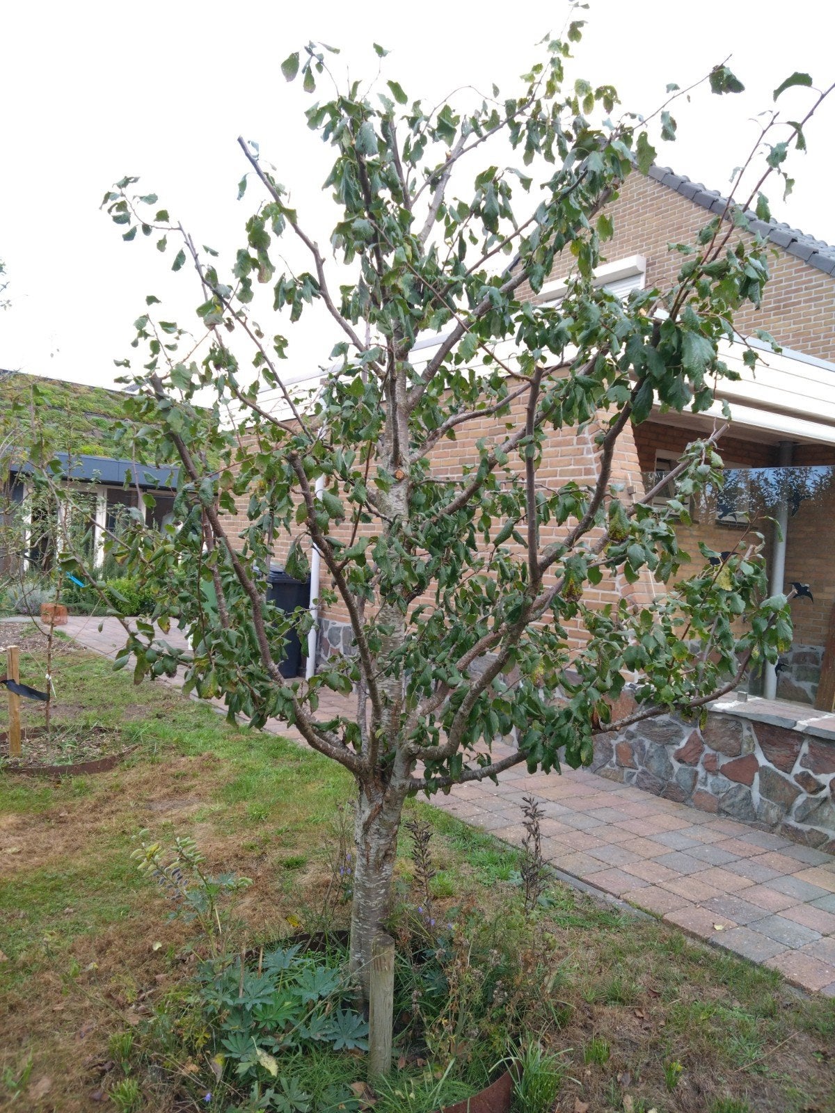 Volwassen laagstam Pruimenboom 'Bleue de Belgique', Ophalen, 100 tot 250 cm, Pruimenboom, Lente
