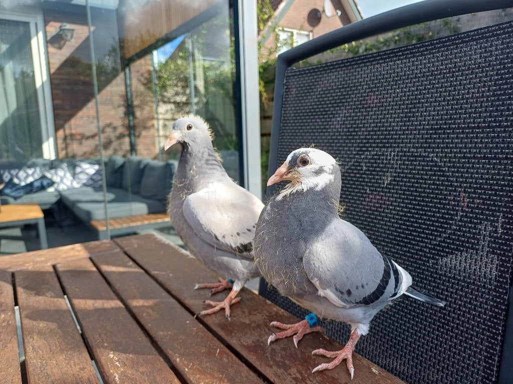 Postduiven, prachtig koppel jongen, Dieren en Toebehoren, Geslacht onbekend, Postduif