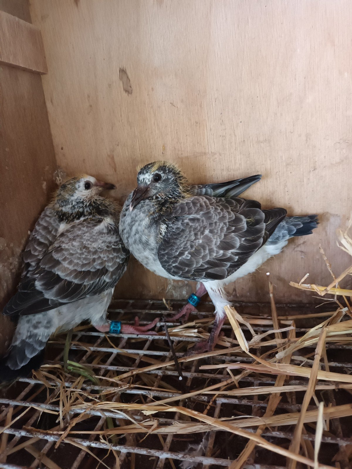 Koppeltje jonge postduiven, Dieren en Toebehoren, Vogels | Duiven, Meerdere dieren, Postduif