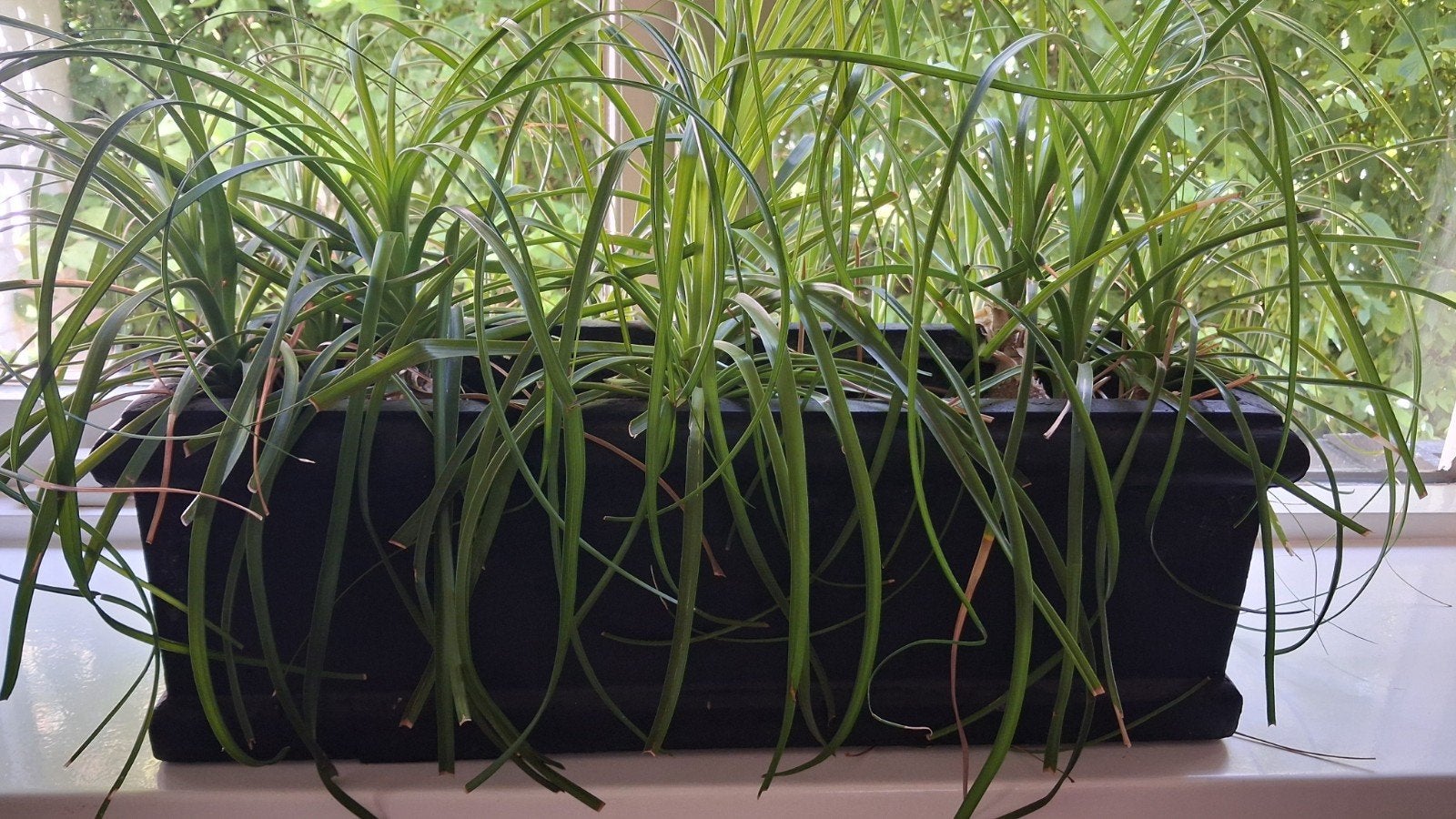 bloempot met of zonder plant, Ophalen, Overige soorten, Halfschaduw, In pot