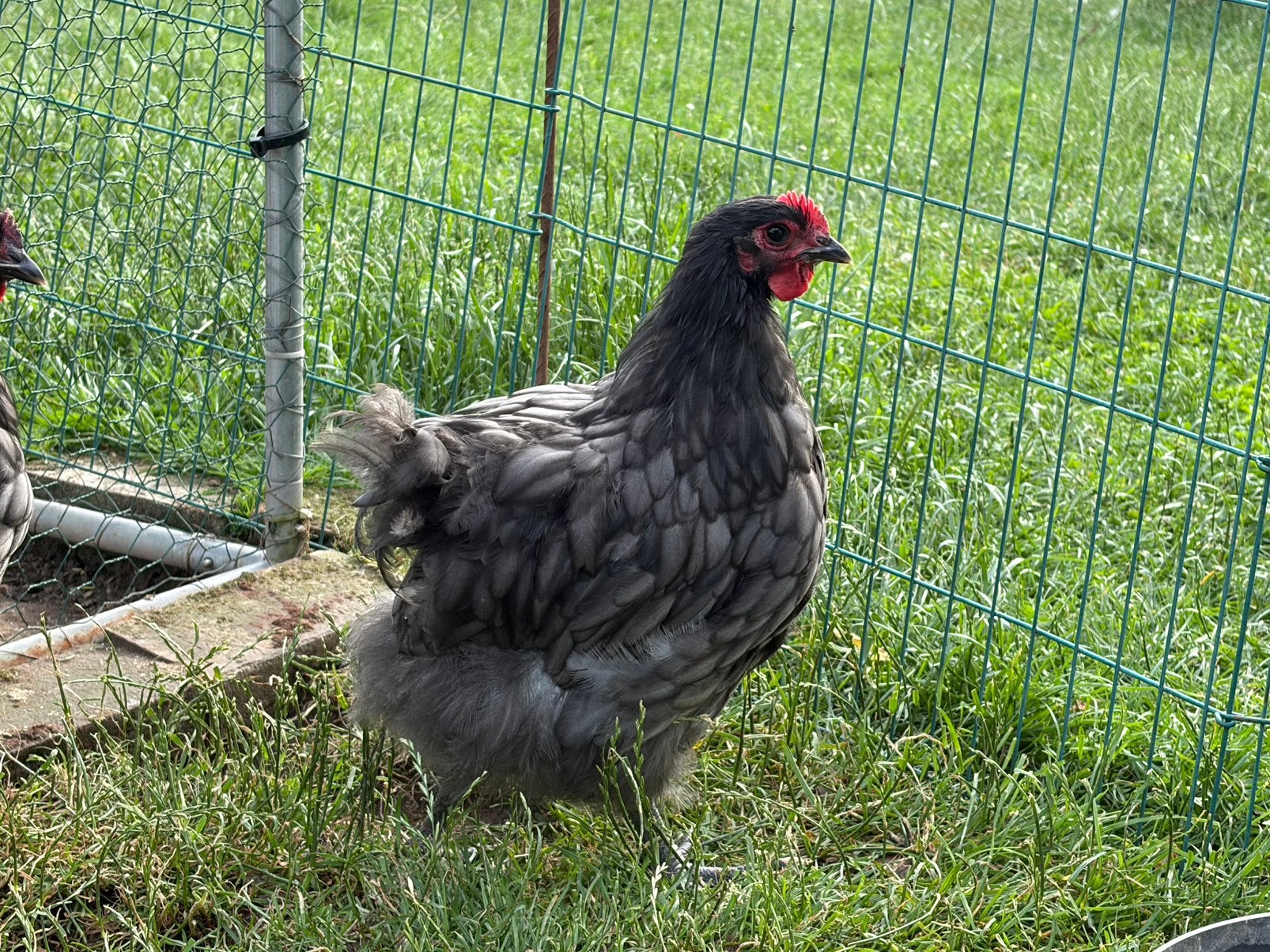 Jongen orpington groot hanen, Dieren en Toebehoren, Pluimvee, Mannelijk, Kip