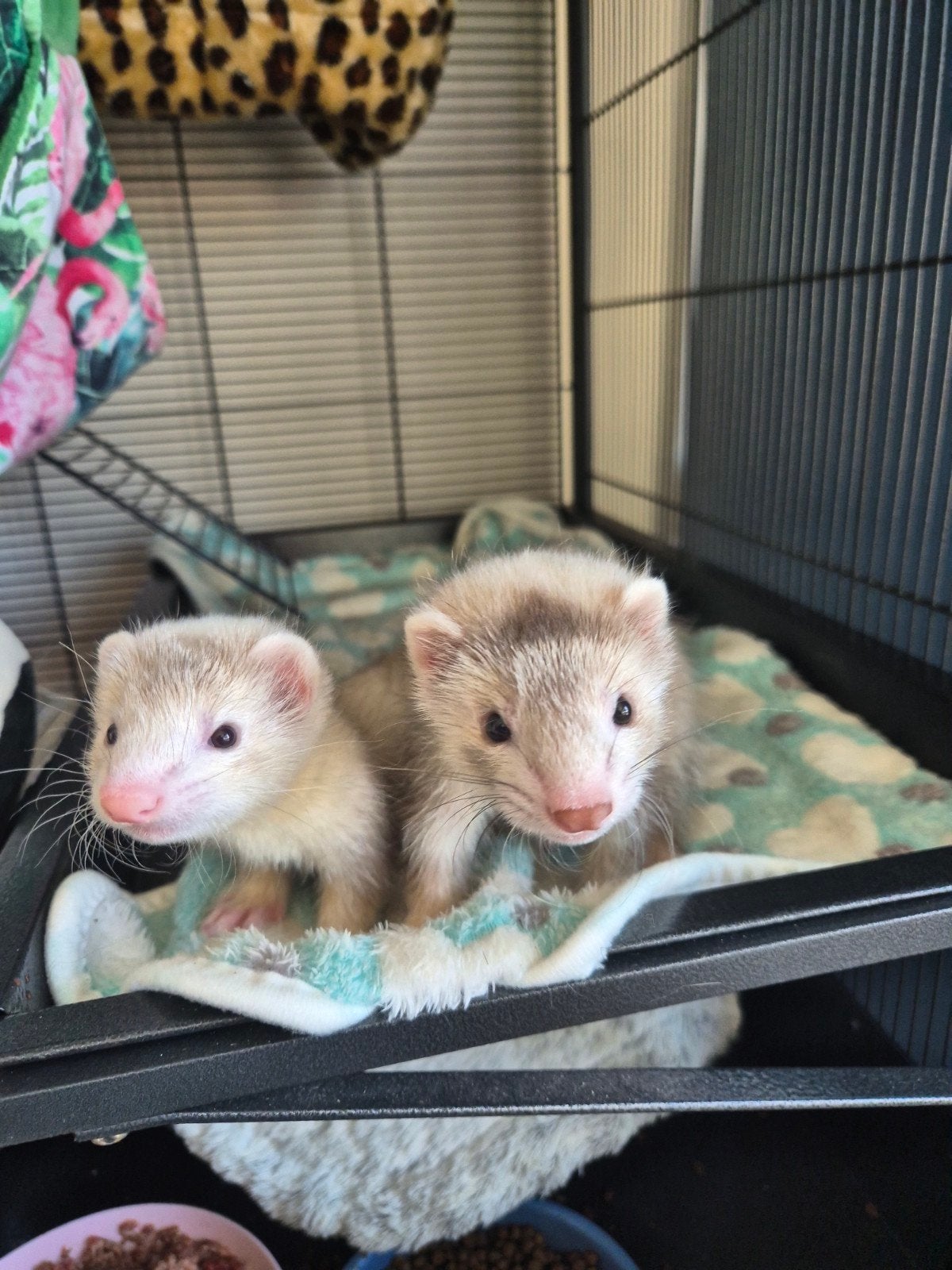 Fretten pups, Dieren en Toebehoren, Overige Dieren, Mei, Meerdere dieren