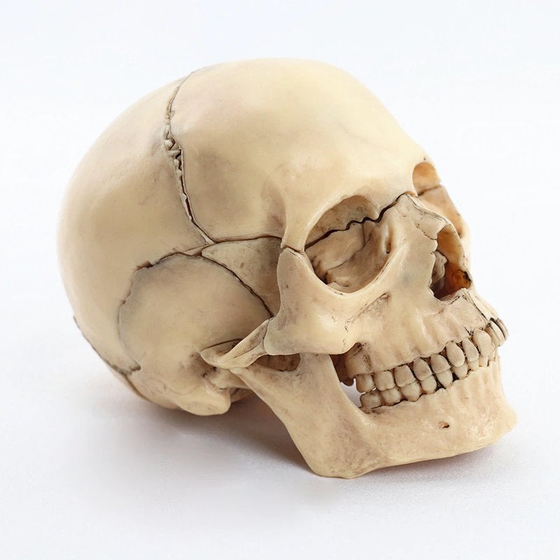Menselijke Schedel Anatomie Model / Doodskop School Medisch, Verzenden, Nieuw