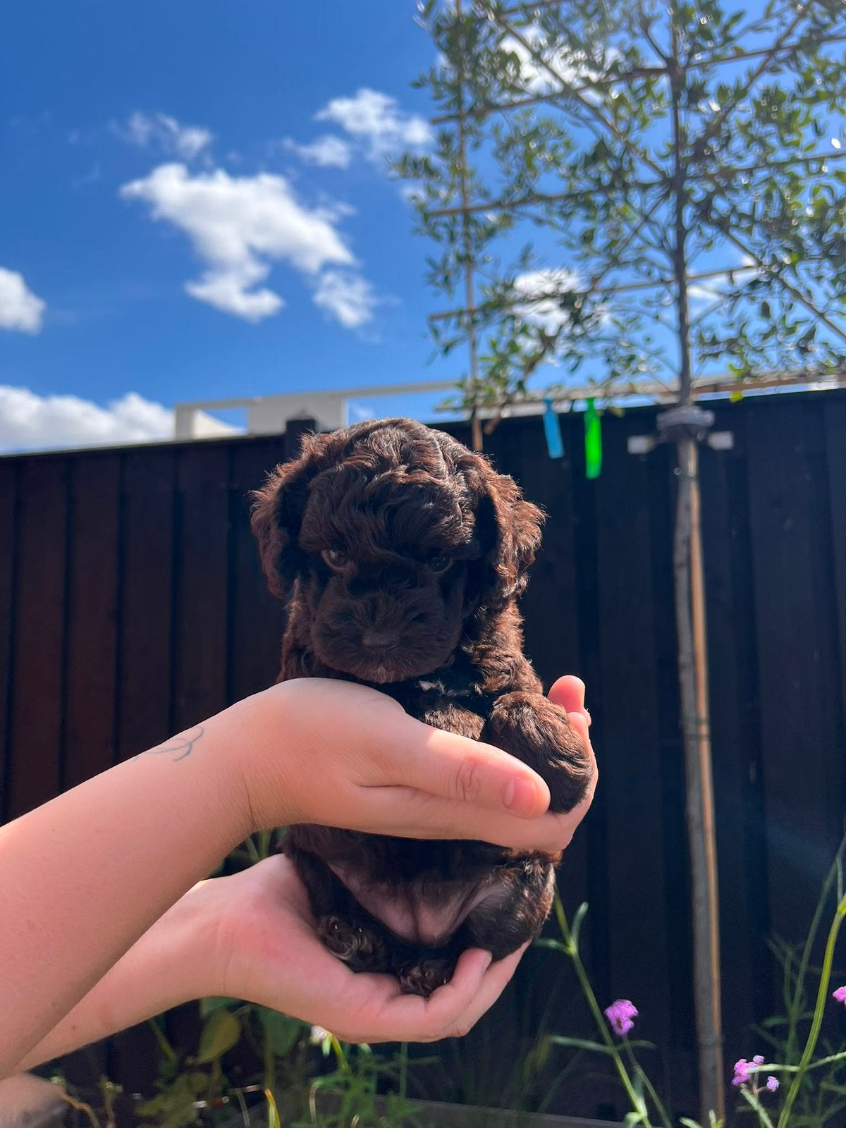 Prachige mini labradoodle (donkere choco)( poedel / doodle ), Dieren en Toebehoren, Honden | Retrievers, Spaniëls en Waterhonden