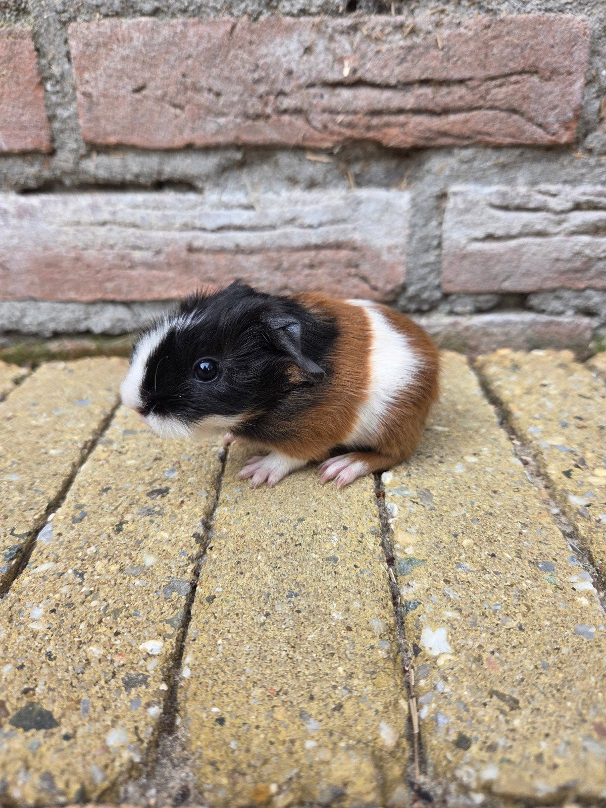 Jong cavia beertje, Dieren en Toebehoren, Knaagdieren, Cavia, Juni, Mannelijk, Tam